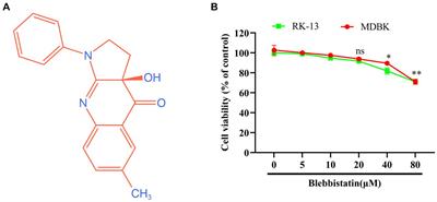 Blebbistatin as a novel antiviral agent targeting equid herpesvirus type 8